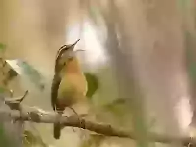 Songs for all Seasons